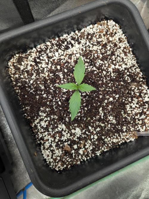 Gorilla Skunk- Harambe x Northern Skunk. Week 2 - Day 6