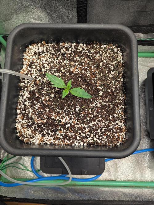 Rainambe - Harambe x Rainbow 6. Week 2 - Day 7