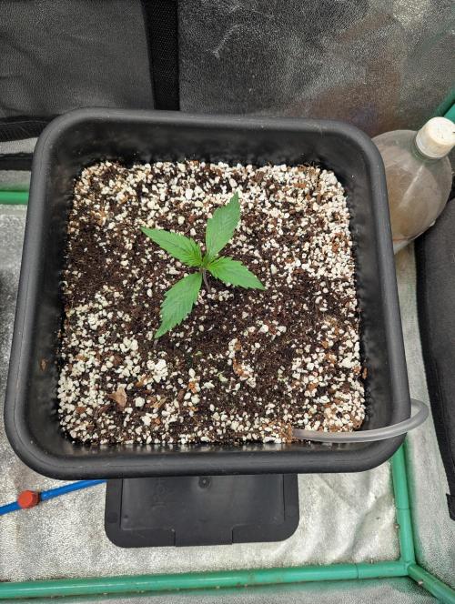 Gorilla Skunk- Harambe x Northern Skunk. Week 2 - Day 7