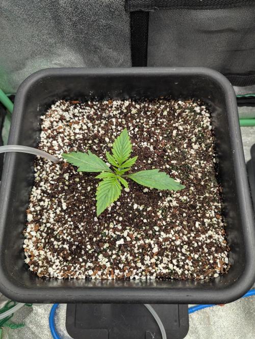 Rainambe - Harambe x Rainbow 6. Week 2 - Day 9