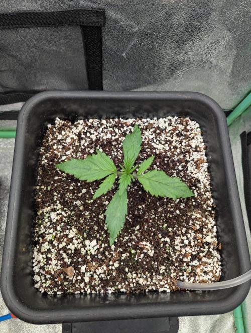 Gorilla Skunk- Harambe x Northern Skunk. Week 2 - Day 9