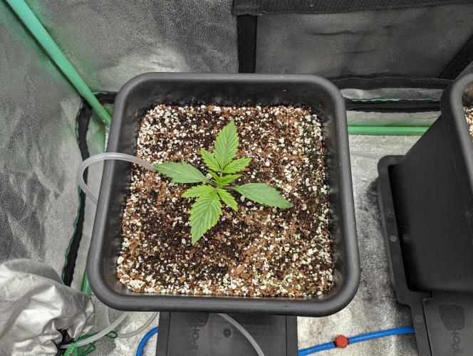 Rainambe - Harambe x Rainbow 6. Week 2 - Day 10