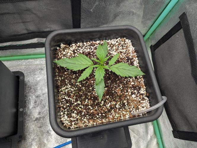 Gorilla Skunk- Harambe x Northern Skunk. Week 2 - Day 10