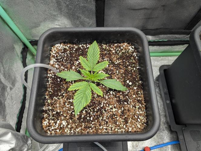 Rainambe - Harambe x Rainbow 6. Week 2 - Day 11