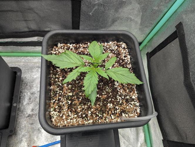 Gorilla Skunk- Harambe x Northern Skunk. Week 2 - Day 11