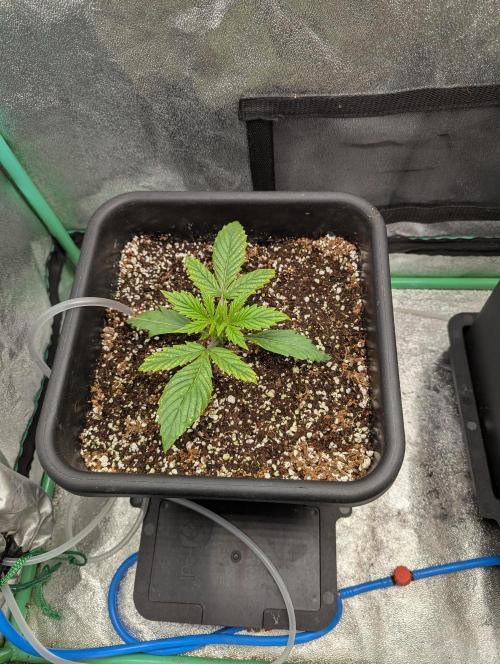 Rainambe - Harambe x Rainbow 6. Week 2 - Day 12