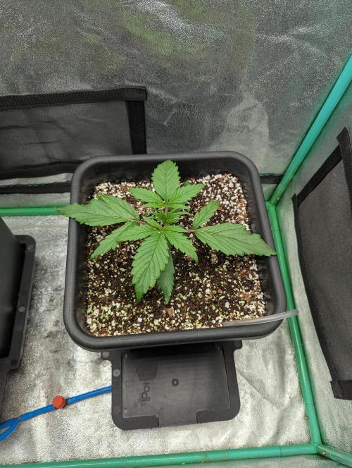 Gorilla Skunk- Harambe x Northern Skunk. Week 2 - Day 12