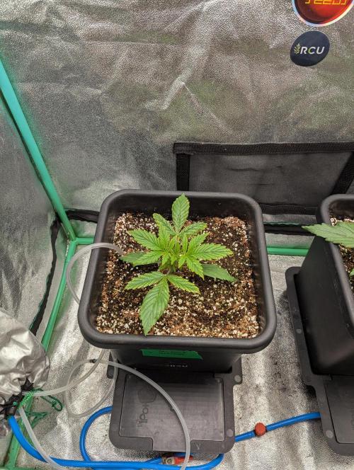 Rainambe - Harambe x Rainbow 6. Week 2 - Day 13