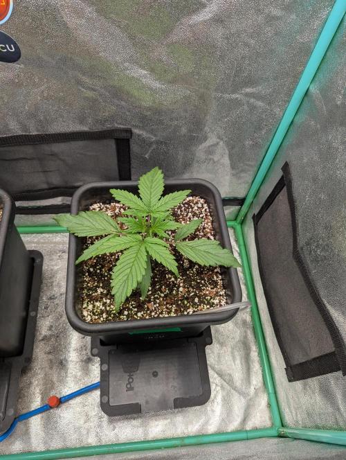Gorilla Skunk- Harambe x Northern Skunk. Week 2 - Day 13