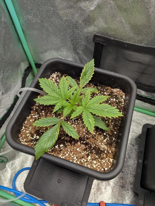 Rainambe - Harambe x Rainbow 6. Week 2 - Day 14