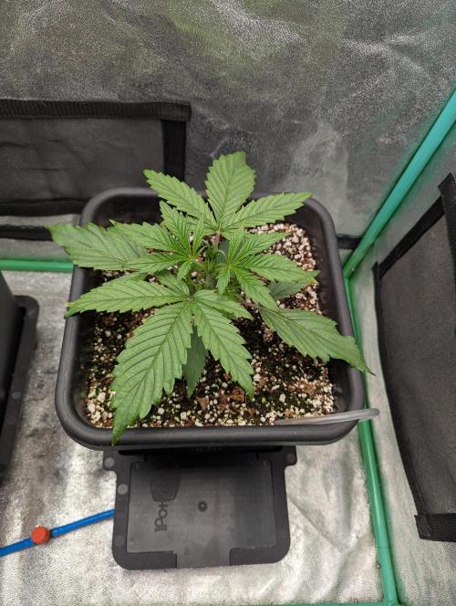 Gorilla Skunk- Harambe x Northern Skunk. Week 2 - Day 14