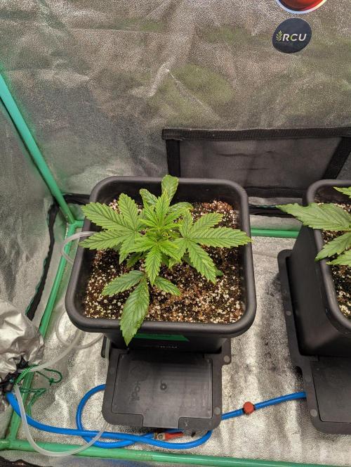 Rainambe - Harambe x Rainbow 6. Week 3 - Day 15