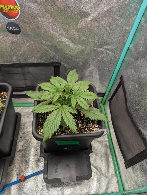 Gorilla Skunk- Harambe x Northern Skunk. Week 3 - Day 15 