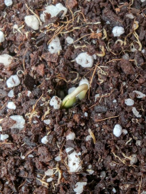 CBD Auto - Butterbean Birdseed. Week 0 - G2