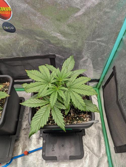 Gorilla Skunk- Harambe x Northern Skunk. Week 3 - Day 16