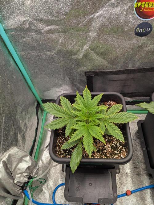 Rainambe - Harambe x Rainbow 6. Week 3 - Day 16