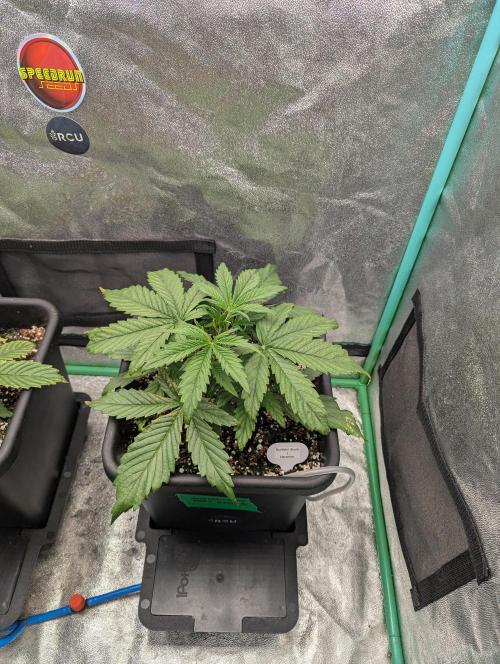 Gorilla Skunk- Harambe x Northern Skunk. Week 3 - Day 17