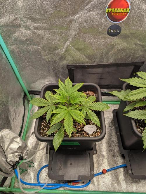 Rainambe - Harambe x Rainbow 6. Week 3 - Day 17