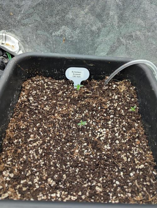 CBD Auto - Butterbean Birdseed. Week 0 - G2