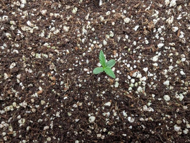 CBD Auto - Butterbean Birdseed. Week 1 - Day 1