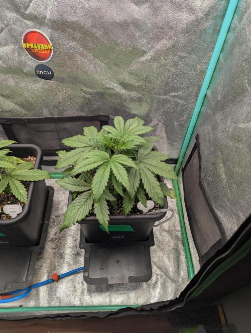 Gorilla Skunk- Harambe x Northern Skunk. Week 3 - Day 18