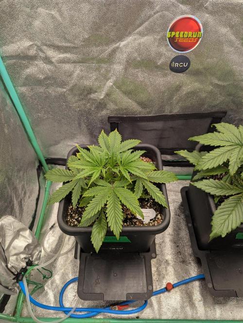 Rainambe - Harambe x Rainbow 6. Week 3 - Day 18