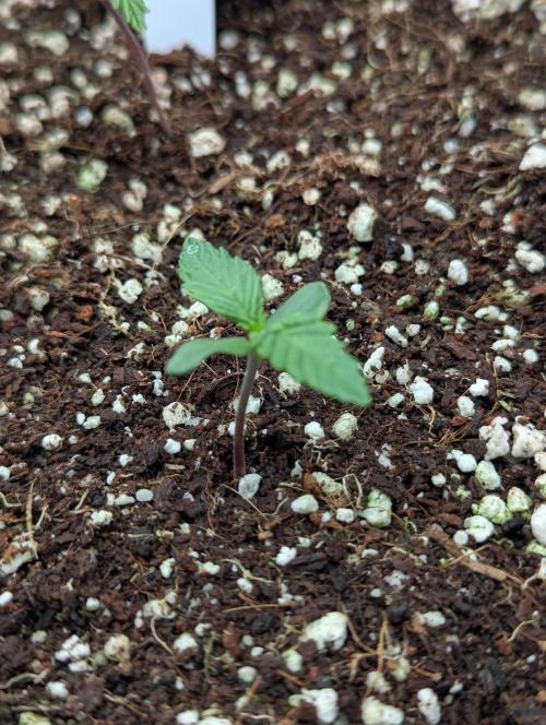 CBD Auto - Butterbean Birdseed. Week 1 - Day 2