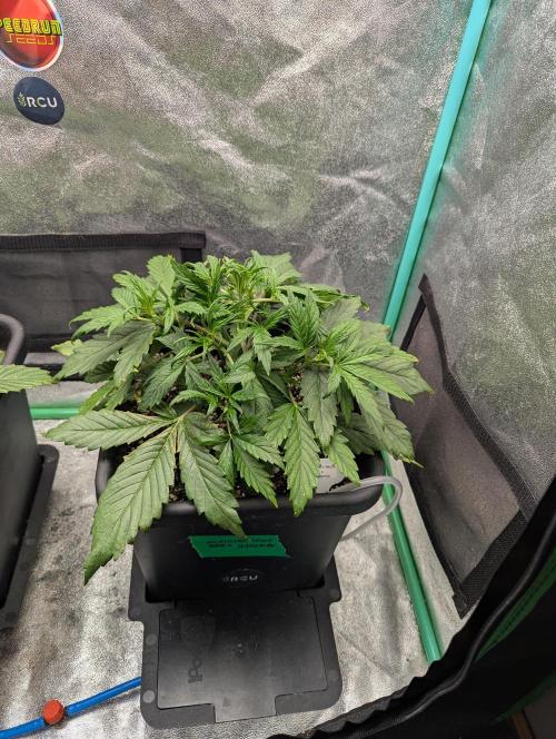 Gorilla Skunk- Harambe x Northern Skunk. Week 3 - Day 19