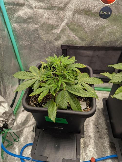 Rainambe - Harambe x Rainbow 6. Week 3 - Day 19