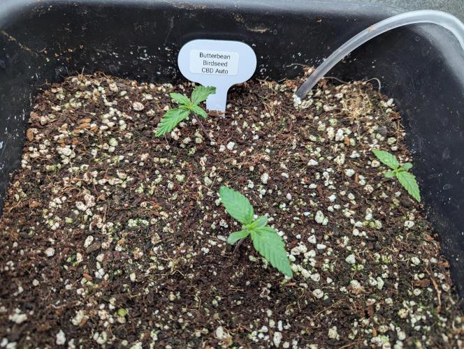 CBD Auto - Butterbean Birdseed. Week 1 - Day 3