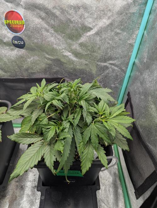 Gorilla Skunk- Harambe x Northern Skunk. Week 3 - Day 20