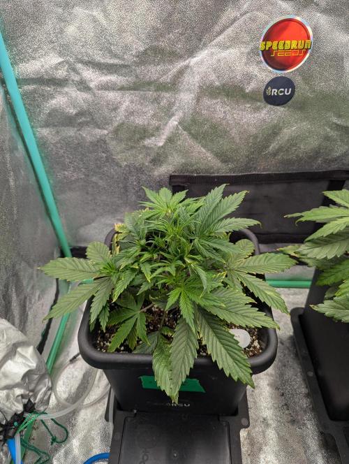 Rainambe - Harambe x Rainbow 6. Week 3 - Day 20