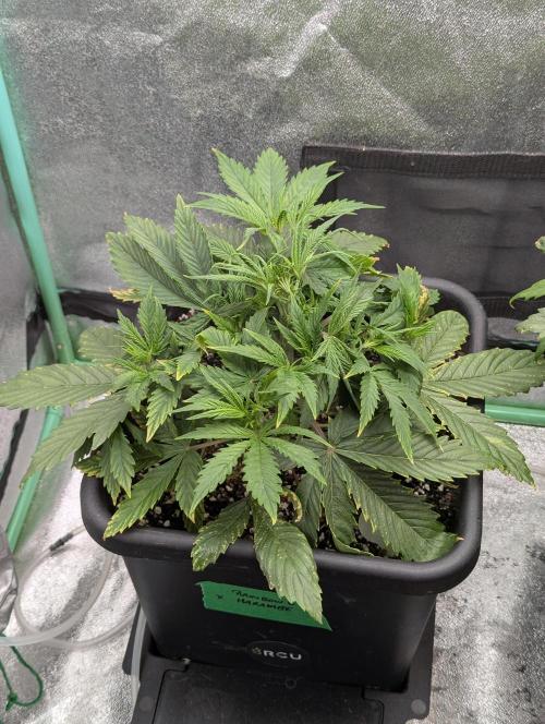 Rainambe - Harambe x Rainbow 6. Week 3 - Day 21