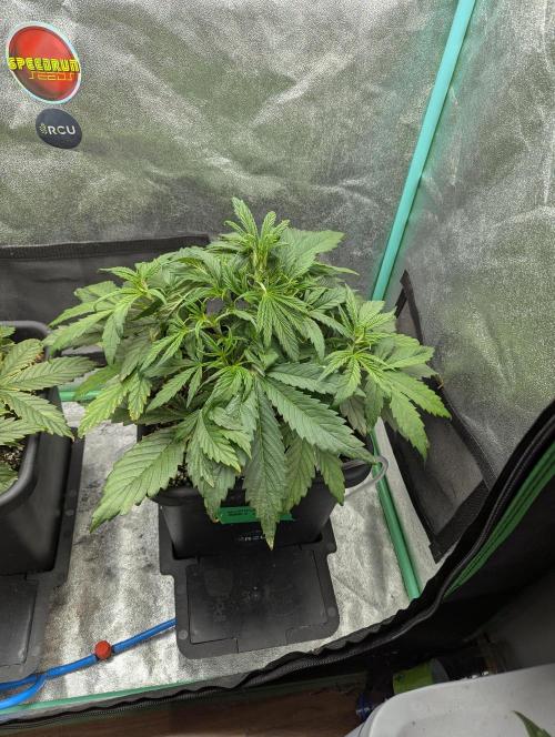 Gorilla Skunk- Harambe x Northern Skunk. Week 3 - Day 21