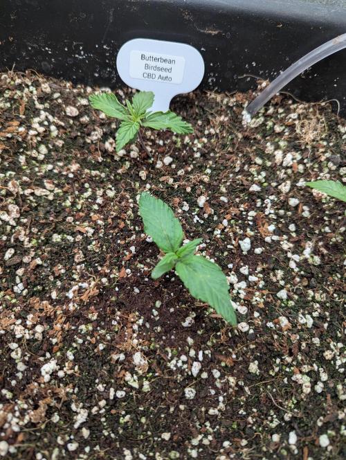 CBD Auto - Butterbean Birdseed. Week 1 - Day 4
