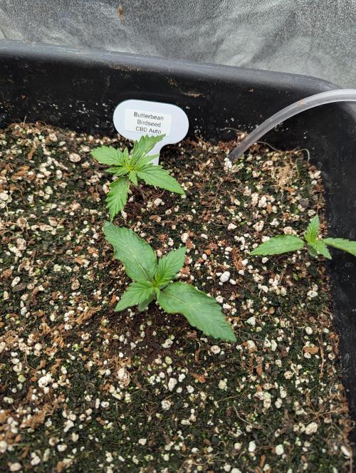 CBD Auto - Butterbean Birdseed. Week 1 - Day 5 