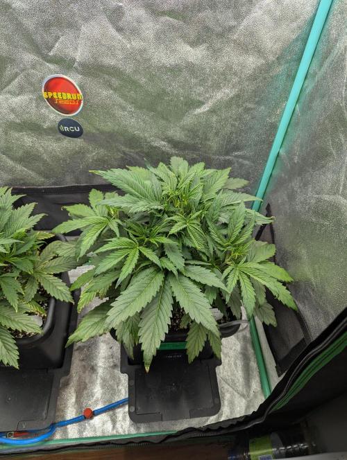 Gorilla Skunk- Harambe x Northern Skunk. Week 4 - Day 22