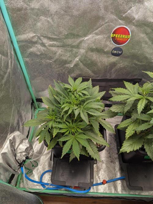 Rainambe - Harambe x Rainbow 6. Week 4 - Day 22 