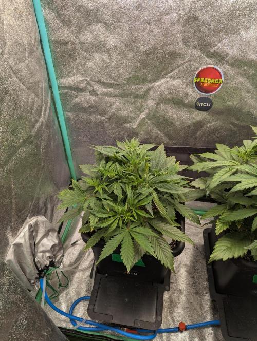 Rainambe - Harambe x Rainbow 6. Week 4 - Day 23