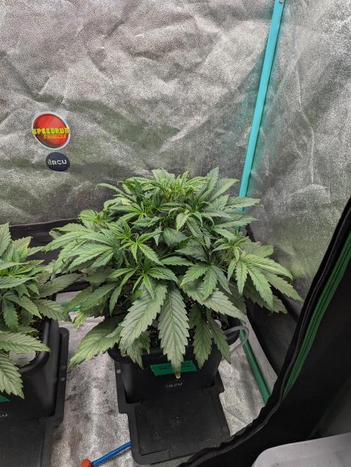 Gorilla Skunk- Harambe x Northern Skunk. Week 4 - Day 23