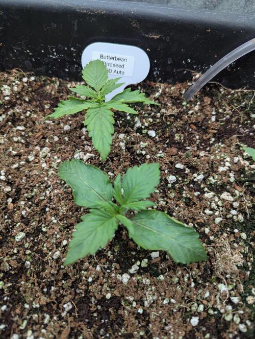 CBD Auto - Butterbean Birdseed. Week 1 - Day 6