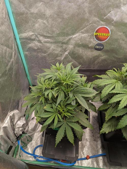 Rainambe - Harambe x Rainbow 6. Week 4 - Day 24
