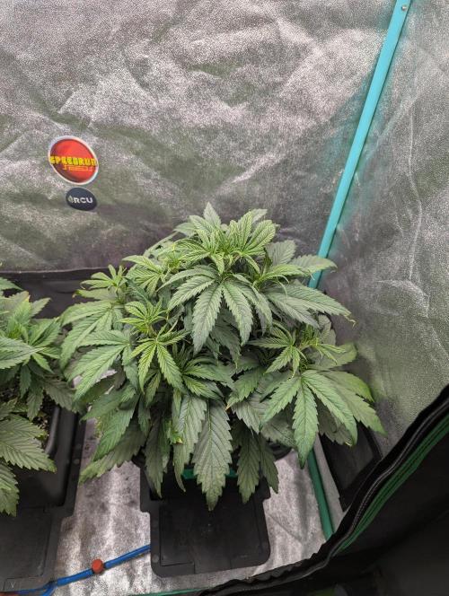 Gorilla Skunk- Harambe x Northern Skunk. Week 4 - Day 24