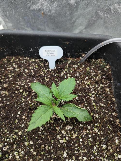 CBD Auto - Butterbean Birdseed. Week 1 - Day 7