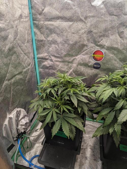 Rainambe - Harambe x Rainbow 6. Week 4 - Day 25 