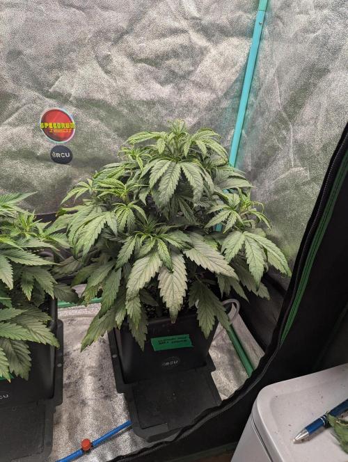 Gorilla Skunk- Harambe x Northern Skunk. Week 4 - Day 25 