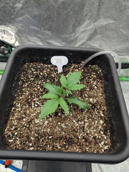 CBD Auto - Butterbean Birdseed. Week 2 - Day 8 