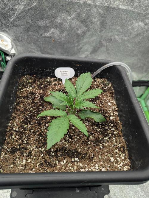CBD Auto - Butterbean Birdseed. Week 2 - Day 9