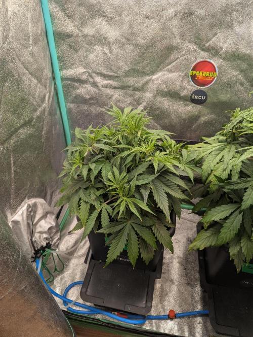 Rainambe - Harambe x Rainbow 6. Week 4 - Day 26