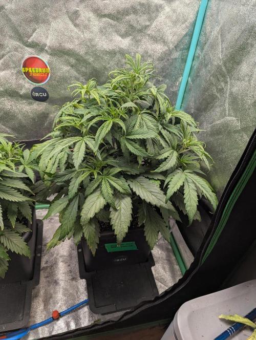 Gorilla Skunk- Harambe x Northern Skunk. Week 4 - Day 26